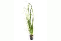Vallisneria nana