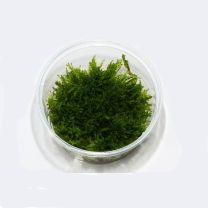 Vesicularia dubyana box 250ml