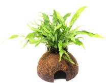 Microsorum pteropus kookosel