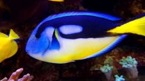 Paracanthurus hepatus (yellow belly)