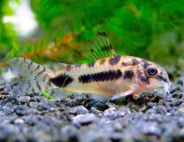 Corydoras habrosus