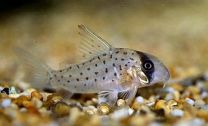 Corydoras Atropersonatus