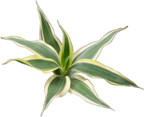 Dracaena sanderiana 