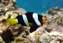 Amphiprion milii 