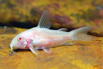 Corydoras paleatus albiino