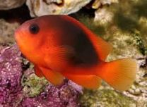 Amphiprion ephippium TB