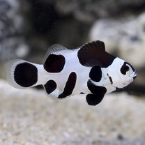 Amphiprion ocellaris - black storm