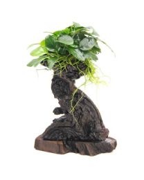 Anubias barteri var. nana on tree