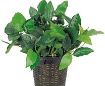 Anubias nana XL