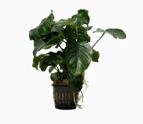 Anubias Barterii XL