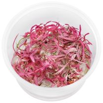 Hygrophila lancea 'Chai'in-vitro