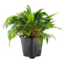 Cryptocoryne mix L