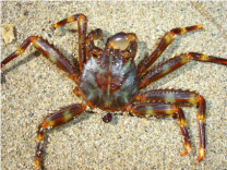 Percnon gibbesi - Sally Lightfoot Crab