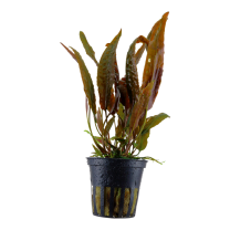 Cryptocoryne usteriana