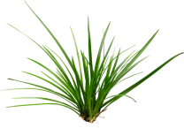 Acorus Gramineus 'pusillus'