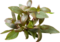 Alternanthera reineckii 'Cardinalis'