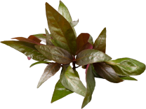 Alternanthera reineckii 'Lila'