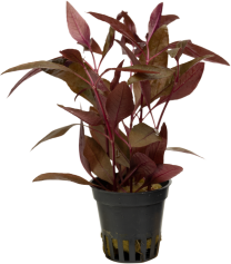 Alternanthera reineckii 'Red'
