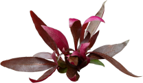 Alternanthera reineckii 'Rosa'