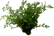 Bolbitis heteroclita difformis