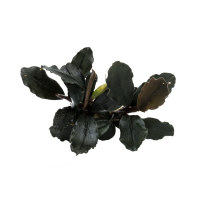 Bucephalandra brownie 'Ghost Ulu Kapus'