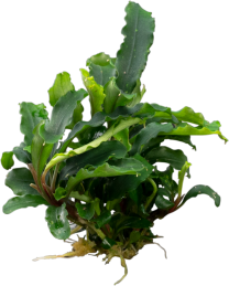 Bucephalandra sp. 'Green Velvet' 