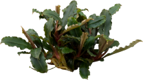 Bucephalandra sp. 'Mini Red'