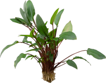 Cryptocoryne beckettii 'Viridifolia'