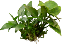 Cryptocoryne pontederiifolia