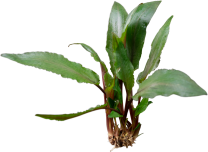 Cryptocoryne undulata