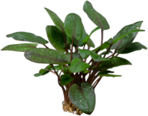 Cryptocoryne wendtii 'Tropica'