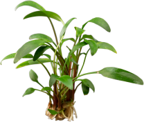 Cryptocoryne x willisii 'Lucens'