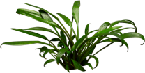 Cryptocoryne x willisii ‘Nevilli’
