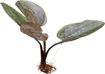 Echinodorus ‘Chocolate Marble’