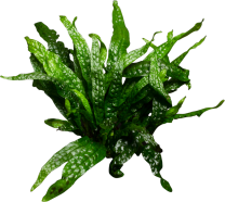 Microsorum pteropus ‘Green Gnome’