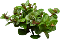 Rotala rotundifolia 'Orange Juice'