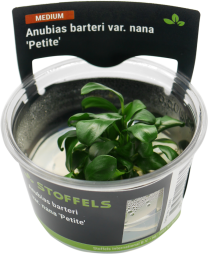 Anubias barteri 'Petite' In-vitro