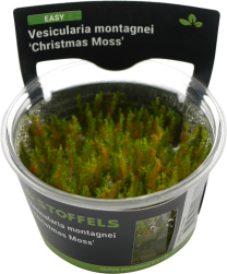 Vesicularia montagnei 'Christmas Moss' in-vitro