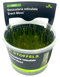 Vesicularia reticulata 'Erect Moss' in-vitro