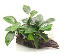 Anubias barteri var. nana on branchwood with suction