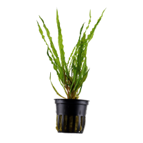 Cryptocoryne crispatula v. balansae