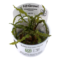 Cryptocoryne crispatula 1-2-GROW