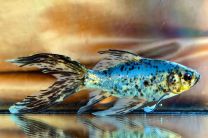 Car. auratus shubunkin blue 5 - 7 cm