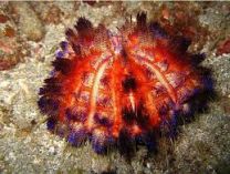 Asthenosoma varium