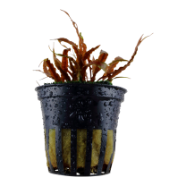 Cryptocoryne albida 'Brown' potted