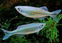 Danio malabaricus 