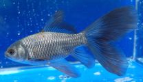 Car. auratus metallic blue iron 8-10cm