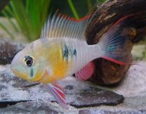 Papiliochromis altispinosa