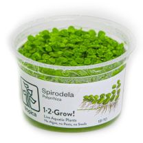 Spirodela polyrrhiza  1-2-GROW