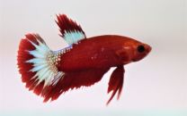 Betta sp. plakat Hellboy Red